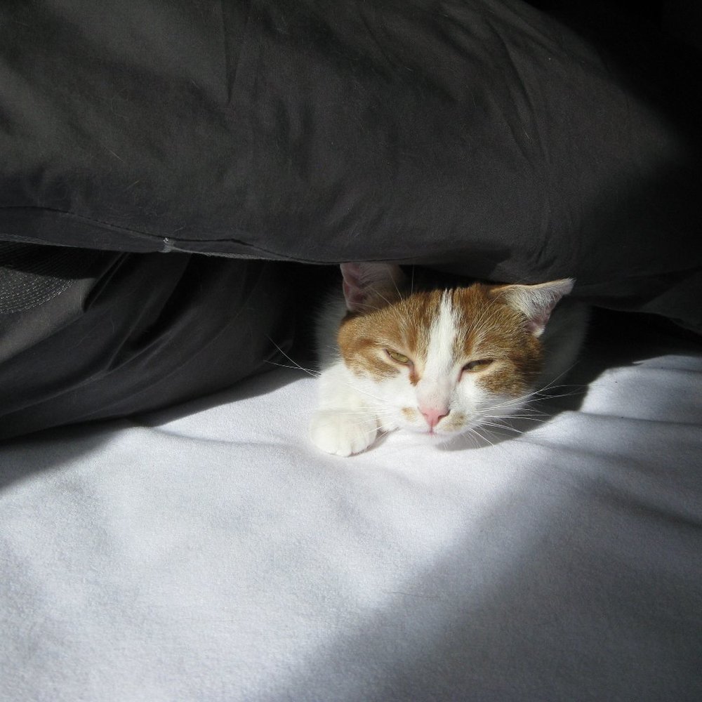 Meet your Posher, Andréanne